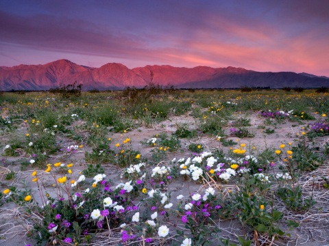 Anza Borrego Desert State Park